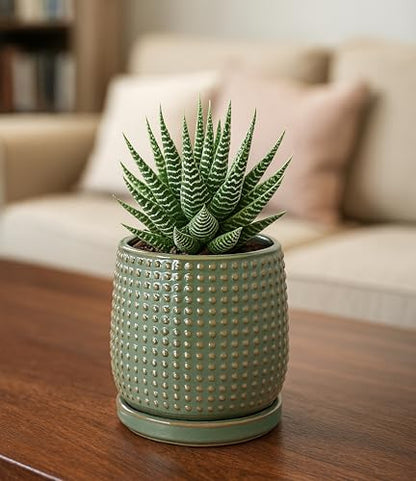D'vine Dev Beaded Ceramic Pot with Saucer, 4 in, Olive, 27-C-Z-0 - color: Olive, size: 4.3 Inch