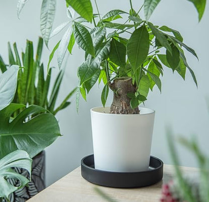 Phoenix Vine 8 Inch Plastic Plant Saucer Water Drip Tray, Heavy Sturdy Round Plant Drainage Tray for Indoors Outdoor, Set of 2, Matte Black, 21-TY-8B-2 - size: 8"