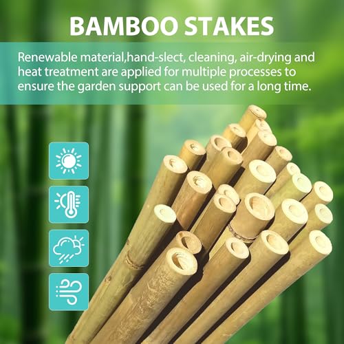 Bamboo Stakes 2FT, 30pcs Plant Stakes, Garden Stakes Specifically Designed for Climbing Plants, Ideal for Tomatoes, Beans, Cucumbers, Peppers, Vines, and More Plant Growth - size: 2FT, 30pcs