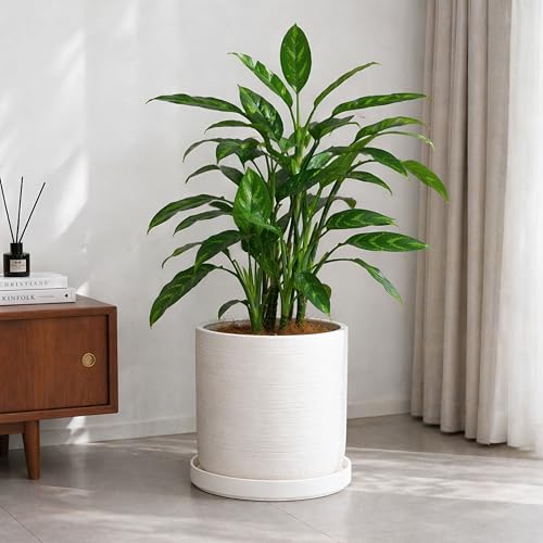 D'vine Dev Ceramic Plant Saucer/Drainage Tray, 11.8 in, White, 97-T-A-6 - color: White, size: 11.8" (1 Pack)