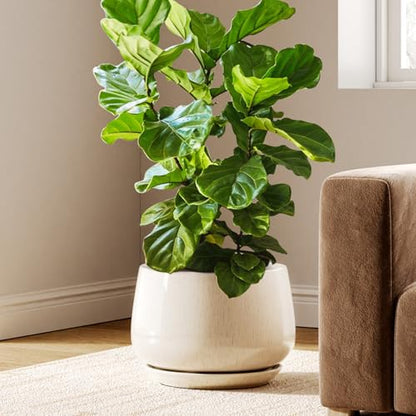 LE TAUCI Ceramic Planter, 12 Inch, Large Plant Pot, Reactive Glaze Beige - color: Reactive Glaze Beige, size: 12"