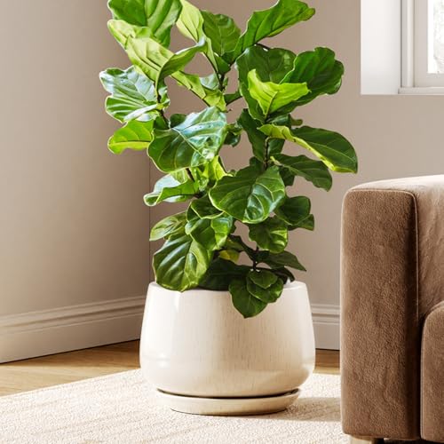 LE TAUCI Ceramic Planter, 12 Inch, Large Plant Pot, Reactive Glaze Beige - color: Reactive Glaze Beige, size: 12"
