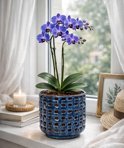 D'vine Dev Orchid Pot, Clear Pot & Saucer, Midnight Blue, 6.7 in, 28-A-Y-2 - color: Midnight Blue, size: 6.7"