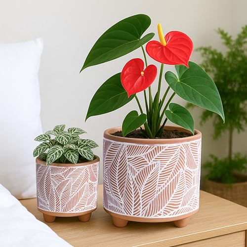 D'vine Dev 2-Pack Terracotta Pots, 4/6 in, Sahara Fern, 31-953-H-1 - style: Sahara Fern