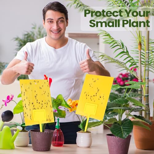 Qualirey 250 Pcs 6 x 8 in Yellow Sticky Traps for Gnats Plant Insect Trap - color: Yellow