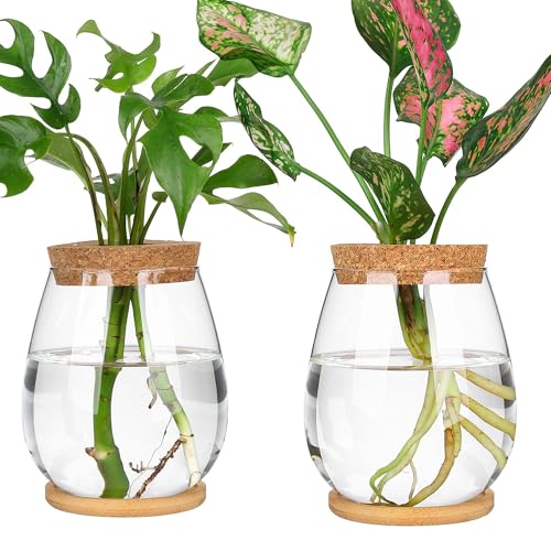 Plant Propagation Station,2 Pcs Glass Vases with Wooden Stand & Lid - size: 4.2" L x 4.2" W x 5.2"H