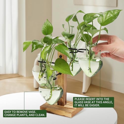 Plant Terrarium Propagation Stations with Wooden Stand - color: Green