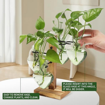 Plant Terrarium Propagation Stations with Wooden Stand - color: Green
