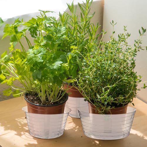 Hoolerry 15 Pcs Plastic Plant Saucer Clear Deep Tray, 4, 6, 8 Inch - size: 4, 6, 8 Inch