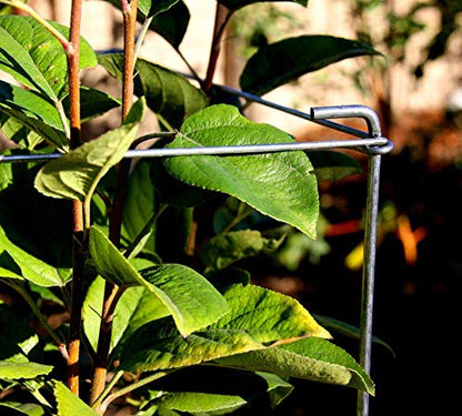 46" Height 12" Width 2PCS Galvanized Square Folding Tomato Cage,Plant Support Stake Tower - size: 12*46inch Sq-Galvanized-2Pack