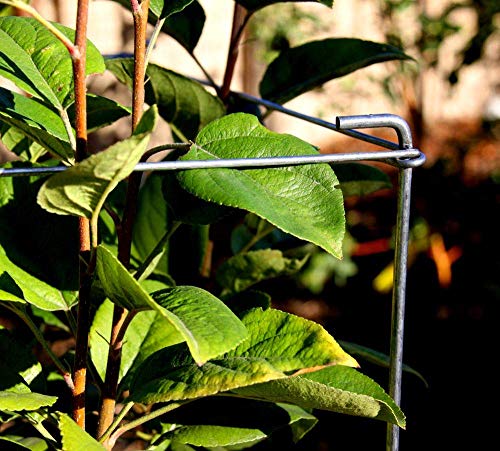 46" Height 12" Width 2PCS Galvanized Square Folding Tomato Cage,Plant Support Stake Tower - size: 12*46inch Sq-Galvanized-2Pack