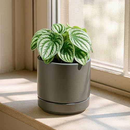 D'vine Dev 2-Pack Ceramic Pots with Saucers, Grey, 4.7 in, 94-V-B-3 - color: Gray, size: 4.7 Inch