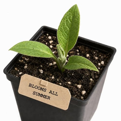 Smoke Camp Crafts Organic Comfrey Plant, Symphytum officinale, Beautiful Knitbone Plants, Garden Decor, 2.5" Pot