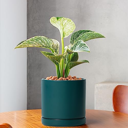 D'vine Dev 2-Pack Ceramic Pots with Saucers, Teal, 6 in, 94-V-C-9 - color: Teal, size: 6 Inch