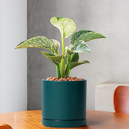 D'vine Dev 2-Pack Ceramic Pots with Saucers, Teal, 6 in, 94-V-C-9 - color: Teal, size: 6 Inch