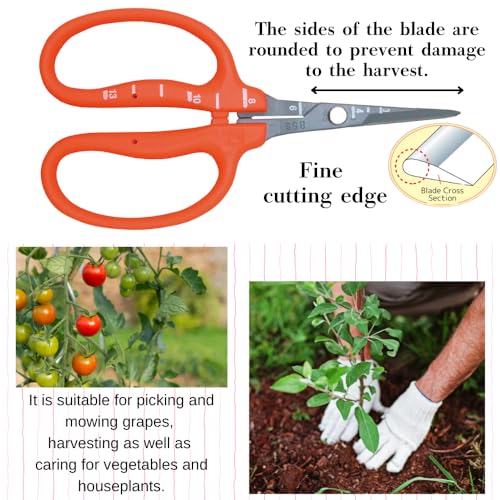 CHIKAMASA B-500SF Japanese Gardening Shears (2-Pack) with a Bonus Microfiber Cleaning Cloth - Fluorine Coated Stainless Steel Precision Trimmers for Grapes, Herbs, and Bonsai