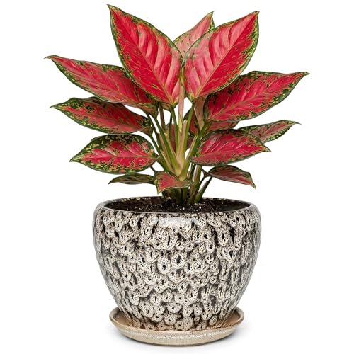 7.5 Inch Ceramic Plant Pot with Drainage Hole Mesh Net,Modern Gardening Pots for Indoor Plants with Saucer, Speckle White - color: Peacock White, size: 7.5 Inch