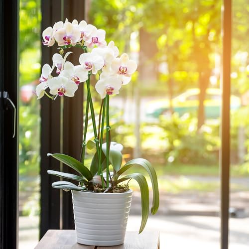 20Pcs Plant Stakes, 23.6IN Orchid Support Stakes for Indoor Plants - size: 23.6 Inches