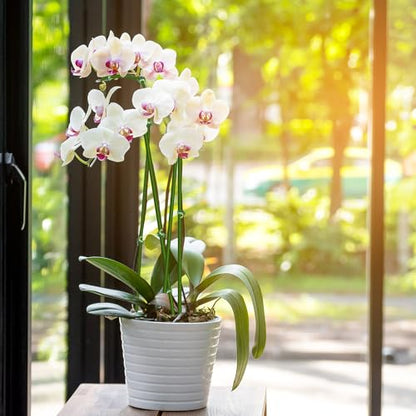 20Pcs Plant Stakes, 23.6IN Orchid Support Stakes for Indoor Plants - size: 23.6 Inches