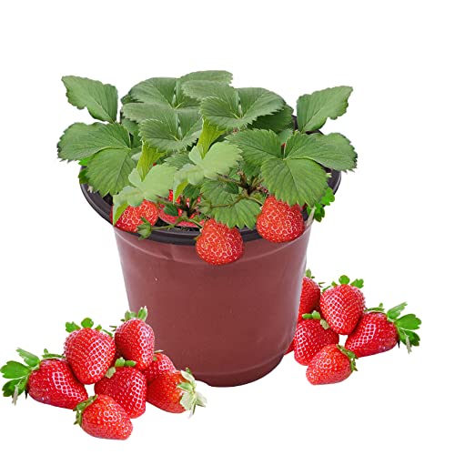 Plastic Planter Nursery Seedlings Pots - 3 Inches 100Pcs Flower Plant Container Seed Starting Pot for Outdoor Succulents Seedlings Cuttings Transplanting - size: 3 x 3 x 2 in