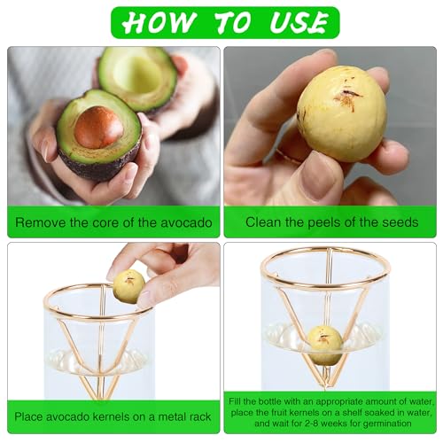 Bylion 2 Pack Avocado Growing Kits Avocado Seed Starter - color: Gold