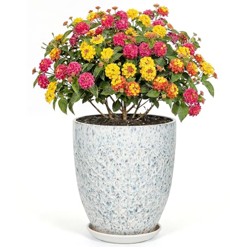 9.5 Inch Flower Pots for Indoor Plants,Ceramic Planter with Saucer Drainage Leak-Proof Mesh Gardening Gloves (Spotted Blue) - color: Spotted Blue, size: 9.5 Inch