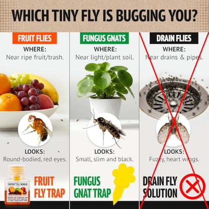 Super Ninja Fruit Fly Traps for Indoors, 4 Pack - size: 4 Traps