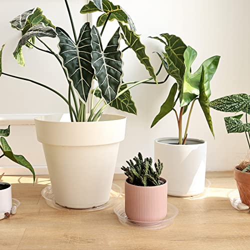 TRUEDAYS 20 Pack Plant Saucers (6 inch / 8inch / 10inch / 12inch) Clear Plant Saucers Flower Pot Tray Excellent for Indoor & Outdoor Plants - size: 6,8,10,12Inch
