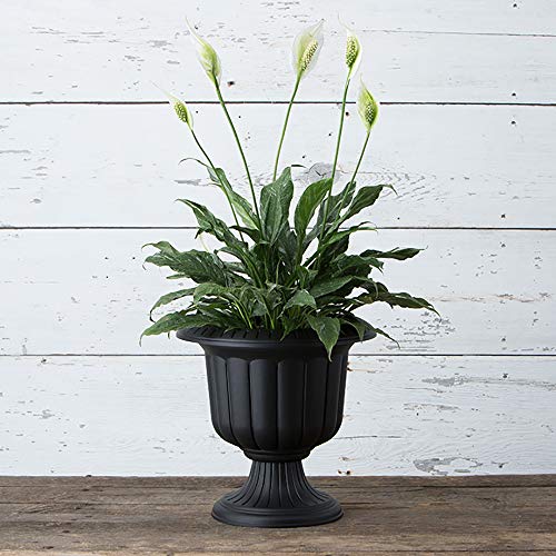 Root & Vessel, Classic Urn Planter, Black, 14-Inch - color: Black, size: 14 Inch