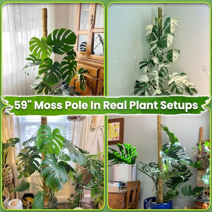 DUSPRO 59" Natural Large Moss Pole for Big & Mature Plants, (1pc., 59'') - size: 59" NATURAL MOSS POLE for BIG PLANTS