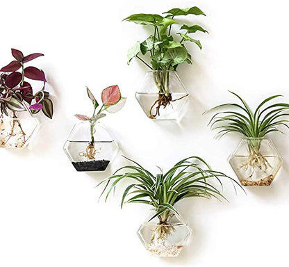 Kingbuy Hexagon Wall Planter Set - 3 Pack Glass Propagation Terrarium Vases with Hanging Mounts for Indoor Plants, Air Plants & Hydroponic Stations Home Office Decor, Plant Lover Gifts (Large) - size: Large