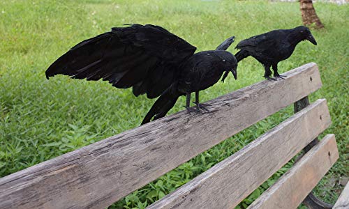Etistta 2-Pack Realistic Crows Lifesize Extra Large Handmade Black Feathered Crow for Halloween Decorations Birds, L (13 inch+12 inch) - size: L (13in+12in)