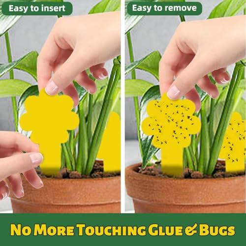Sticky Yellow Fungus Gnat Traps, Easier to Use, No Touching Glue Or Bugs, Targets Species for Gnat, Fruit Fly & Pests, Thoughtfully Designed, High Capture Rate, Kid & Pet Safe, 36 Traps - size: 36