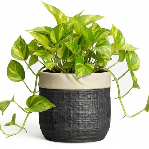 Ceramic Flower Pots, 6 Inch Pots for Plants, Round Planter, Black - color: Black, size: 6 Inch