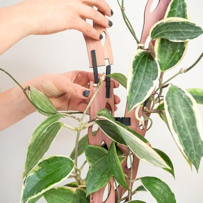 Treleaf Zella Regular Starter Kit – Wooden Extendable Plant Trellis for Indoor Climbing Houseplants – Modular Plant Support with 2 Bases + 2 Extensions - Moss Pole Alternative - size: Regular Kit