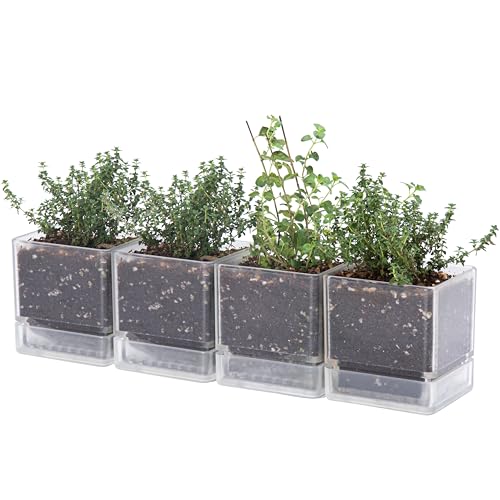 D'vine Dev 4-Pack Acrylic Herb Planter Pots, 4 in, Clear, 76-Y-D-1 - color: Clear, size: 16 Inch x 4.5 Inch