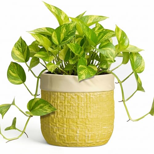 Ceramic Planter - 6 Inch Plant Pot with Drainage Hole and Plug, Round Unique Flower Pots for Indoor Plants, Boho Decorative Pot for Plants, Bookshelf Decor, Gifts for Plant Lovers, Yellow - color: Yellow, size: 6 Inch