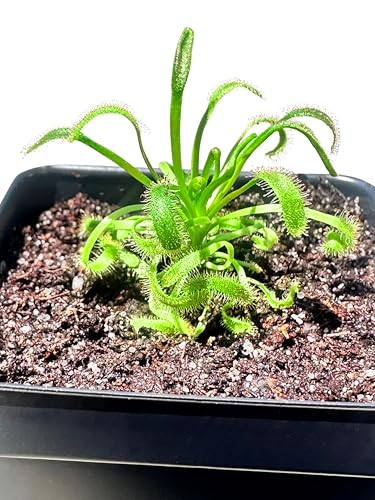 Cape Sundew (Drosera capensis) – Carnivorous Plant with Pot, Easy Indoor Grow Kit for Beginners & Nature Enthusiasts