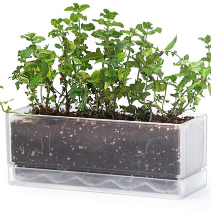 D'vine Dev Rectangular Planter, 12 x 4.5 in, Clear, Set of 1, 76-X-D-1 - color: Clear