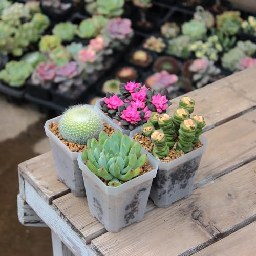 120 Pack 2.70 Inch Clear Plastic Square Nursery Pot