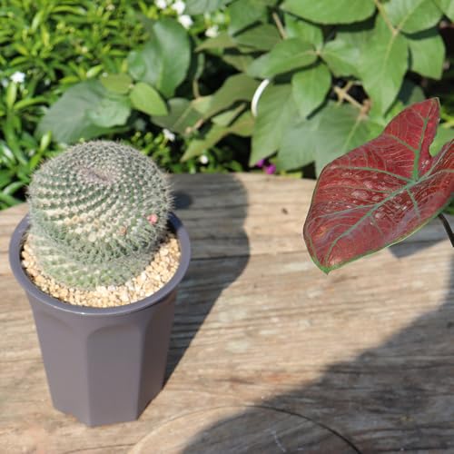 10 Pack 5.30 Inch Plastic Deep Nursery and Seedling Pots, Round Transplant Seed Starter Planter, Gray Color - color: Gray, size: 5.30 inch