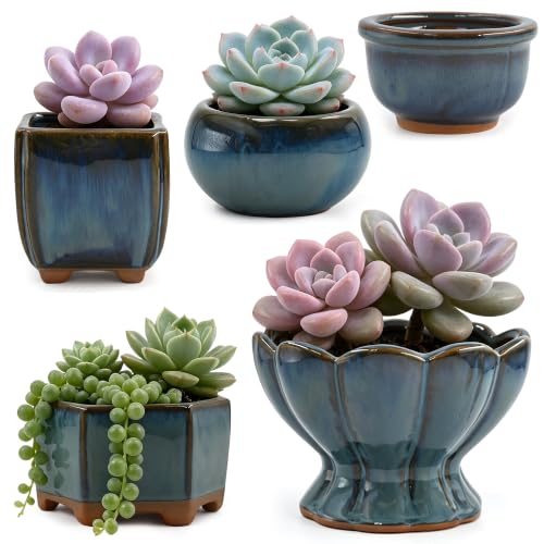 Ceramic Succulent Planter Garden Pots Small Plant Container with Drainage Set of 5 for Home Office Decor - color: B Set of 5