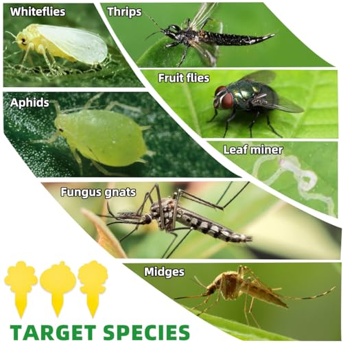Sticky Yellow Fungus Gnat Traps, Easier to Use, No Touching Glue Or Bugs, Targets Species for Gnat, Fruit Fly & Pests, Three Thoughtful Designed, High Capture Rate, Kid & Pet Safe, 99 Traps - size: 99