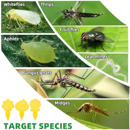 Sticky Yellow Fungus Gnat Traps, Easier to Use, No Touching Glue Or Bugs, Targets Species for Gnat, Fruit Fly & Pests, Three Thoughtful Designed, High Capture Rate, Kid & Pet Safe, 99 Traps - size: 99