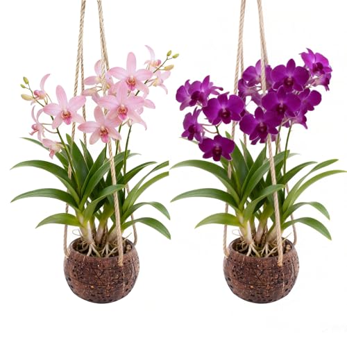 2Pcs Coconut Hanging Orchid Pot with Rope,Handmade Coconut Planters for Plants Outdoor, Hanging Orchid Planter Basket for Home Garden Porch Balcony