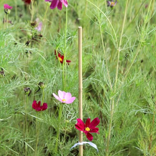 2ft Natural Bamboo Plant Stakes for Tomatoes, Beans, Flowers, Potted, Climbing Plants 30pcs - size: 2FT 30PCS