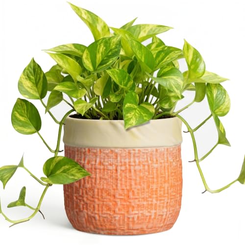 Ceramic Pots for Plants, 6 Inch Planter, Round Plant Pot, Orange - color: Orange, size: 6 Inch