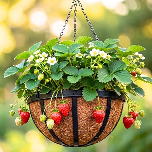 LaLaGreen Black Hanging Baskets (12 in, 2 Pack) Iron Plant Pots with Hook - size: 12" (30cm) x 2 Pack