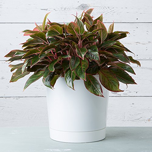 Root & Vessel Majestic Full Depth Cylinder Pot, Glossy White, 14-Inch (10142) - color: White, size: 14 Inch