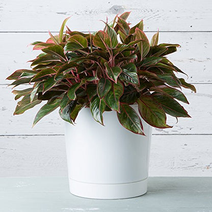 Root & Vessel Majestic Full Depth Cylinder Pot, Glossy White, 14-Inch (10142) - color: White, size: 14 Inch